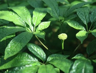 三七是什么？