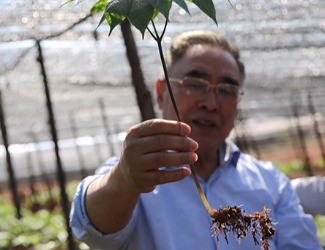 三七是做的最大、研究最好最深的中藥大品種