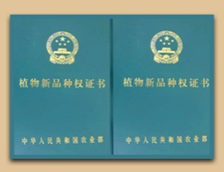 國家給三七頒發(fā)了這個證書，歷史首次！