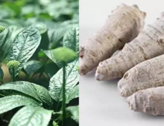 如何挑選道地的三七，買三七需要注意的四點(diǎn)事項