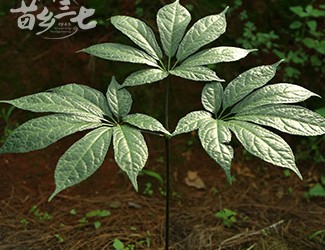 三七與土三七的區(qū)別，土三七含有毒性