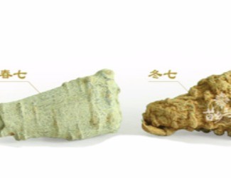 春三七與冬三七區(qū)別詳解，選三七尤其需要注意的知識