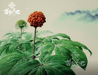 三七有副作用嗎？來(lái)看看歷史怎么說(shuō)