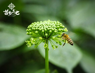 三七花的功效與作用，特殊體質(zhì)食用需注意
