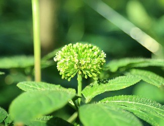 三七可樂，三七醋，三七雪茄煙？——那些新奇的三七產(chǎn)品