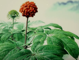 為什么說三七是“十全十美”的植物？