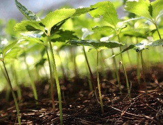 三七的一生——移栽、日常照料（三）