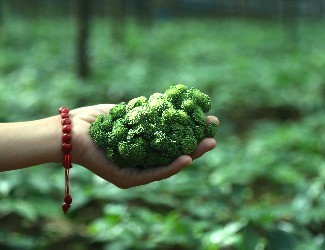 三七圖片大全：三七的一生——采花，采籽（四）