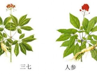 三七人參功效區(qū)別，“北參南七”說(shuō)法的由來(lái)