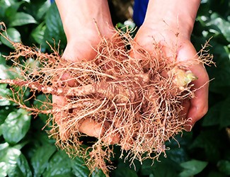 服用三七，也別忘了試試鮮三七