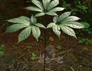 三七既止血又活血,這不是矛盾的嗎？多少劑量時三七發(fā)揮止血或活血？