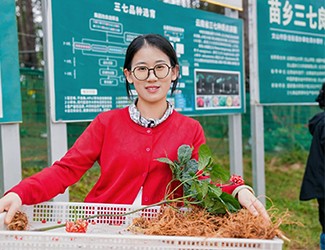 苗鄉(xiāng)三七良種喜獲豐收！??！