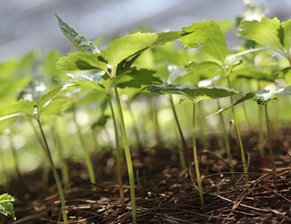 種三七竟然這么多講究！